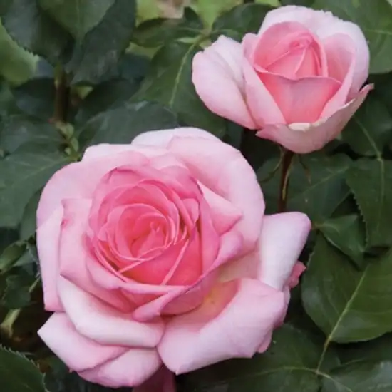 Trandafir cu parfum intens - Trandafiri - Sweet Parole® - 